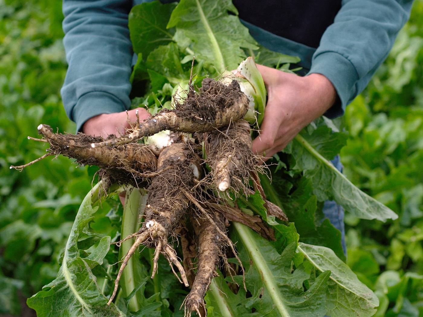 Des fibres prébiotiques